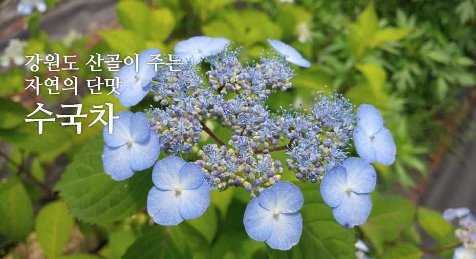 강원도 산골이 주는 수국차